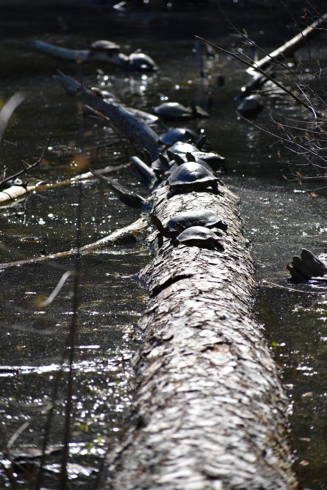 This image has an empty alt attribute; its file name is dsc_0001.jpg